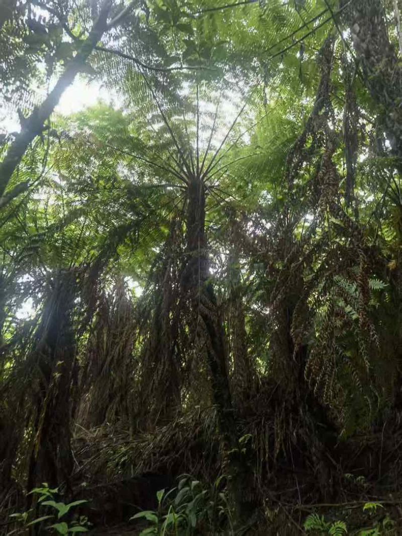 原生苗桫椤树，基地批发零售