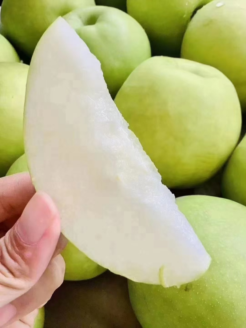 苏翠1号梨，皮薄无渣，产地供应。供商超批发。