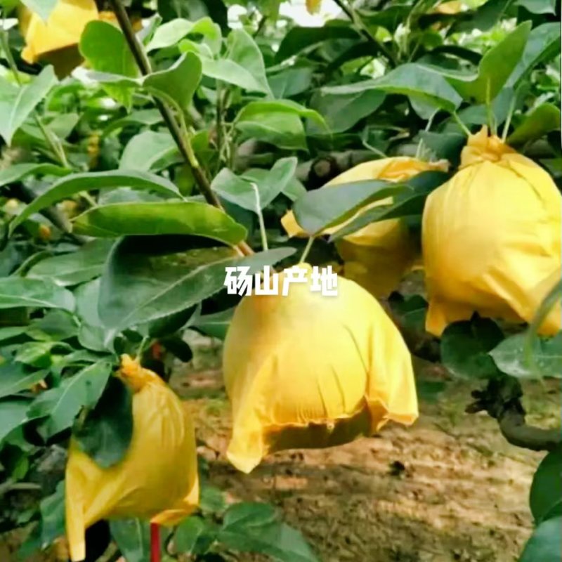 苏翠1号梨，皮薄无渣，产地供应。供商超批发。