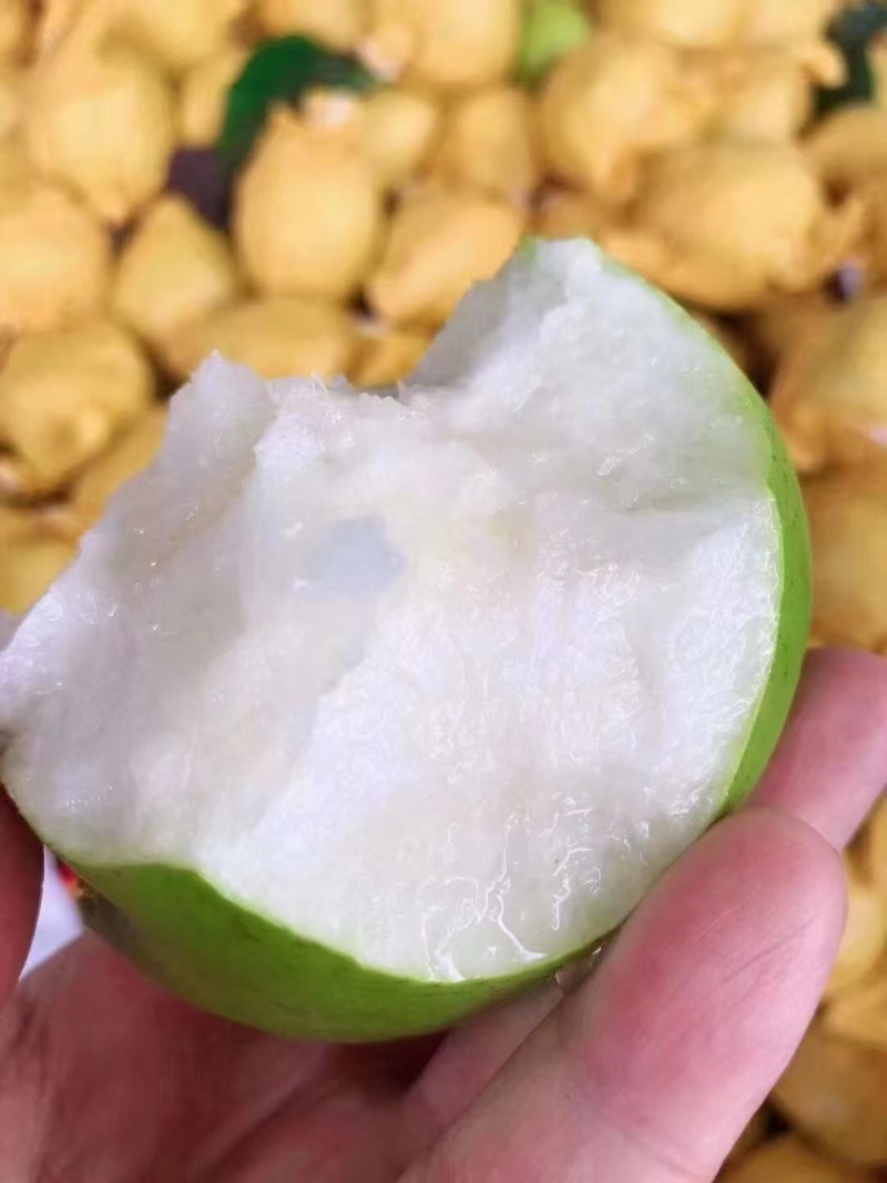 苏翠1号梨，皮薄无渣，产地供应。供商超批发。
