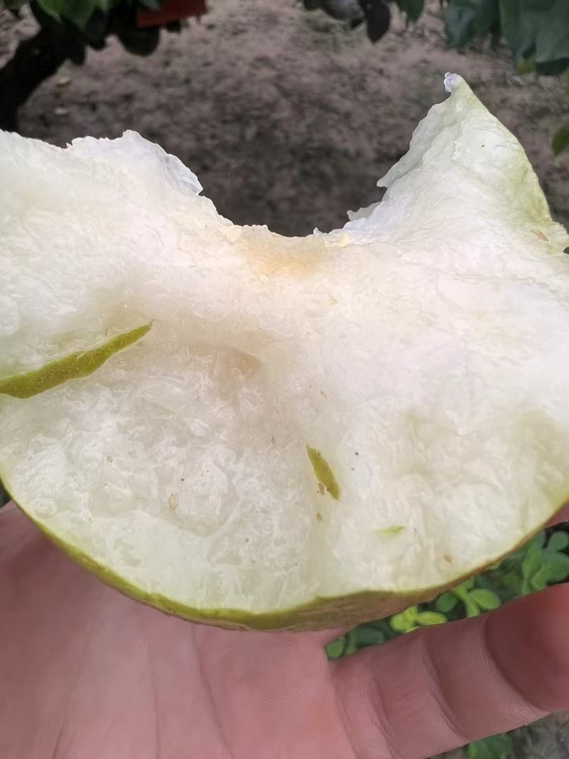 苏翠1号梨，皮薄无渣，产地供应。供商超批发。
