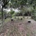 福建漳州平和蜂场直供，土蜂蜜荔枝蜜18元一斤，量大价优