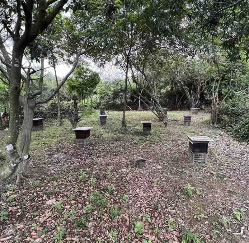 福建漳州平和蜂场直供，土蜂蜜荔枝蜜18元一斤，量大价优