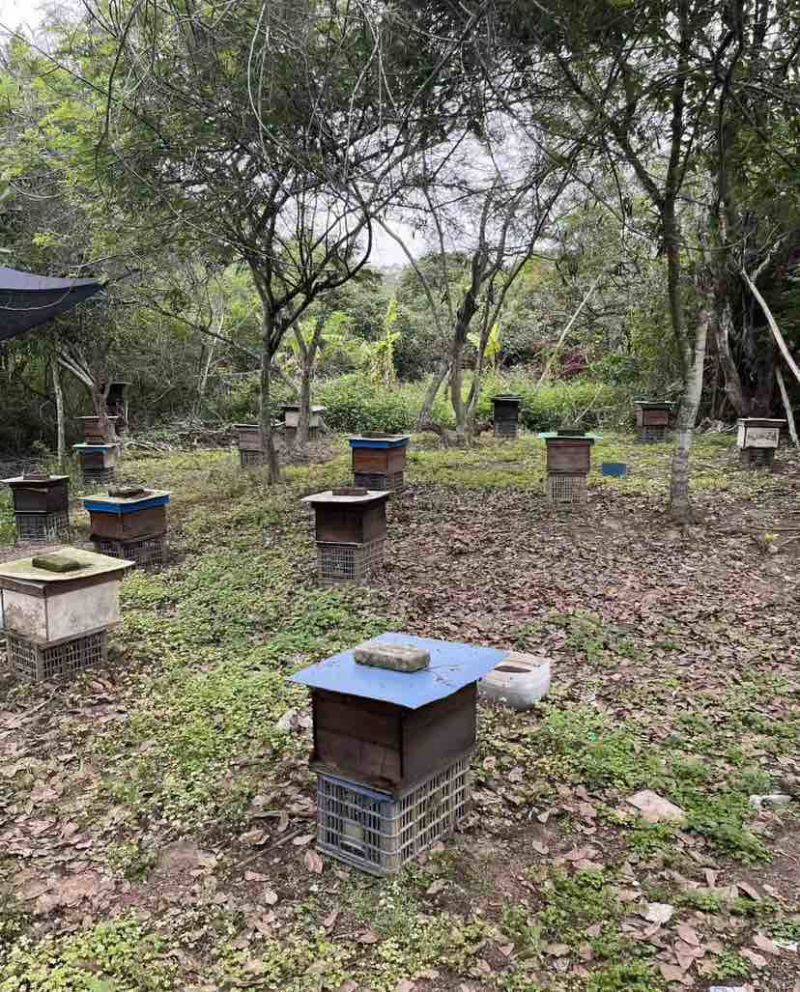 福建漳州平和蜂场直供，土蜂蜜荔枝蜜18元一斤，量大价优