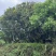 福建漳州平和蜂场直供，土蜂蜜荔枝蜜18元一斤，量大价优
