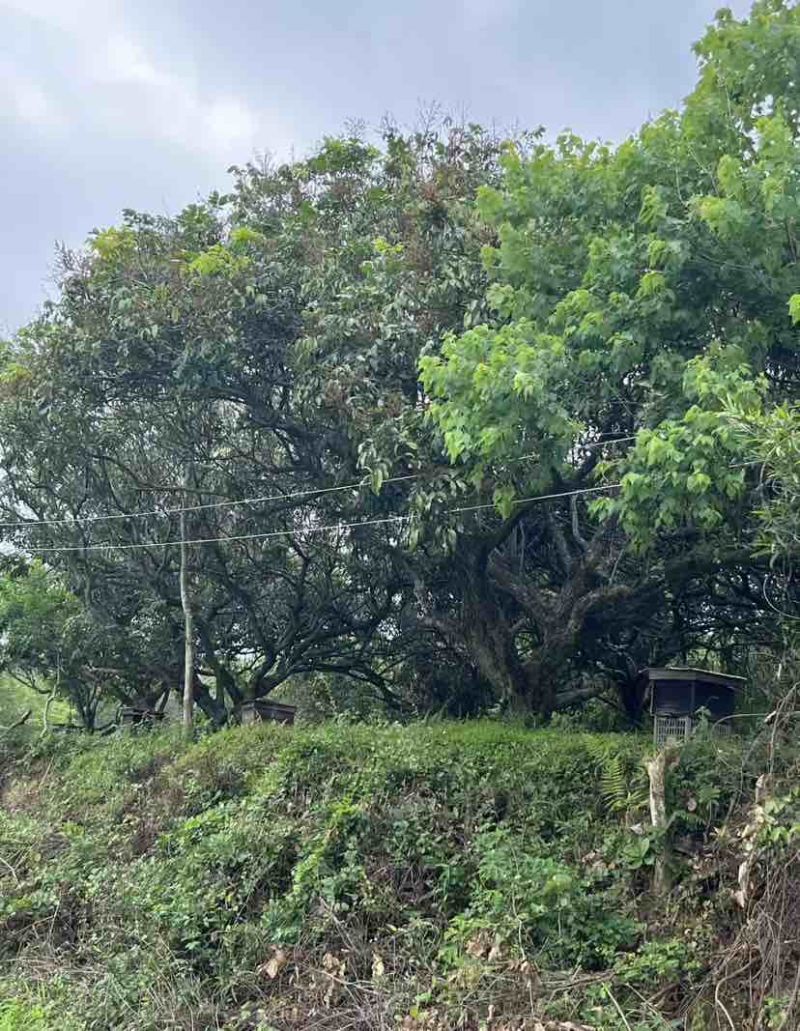 福建漳州平和蜂场直供，土蜂蜜荔枝蜜18元一斤，量大价优