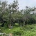 福建漳州平和蜂场直供，土蜂蜜荔枝蜜18元一斤，量大价优