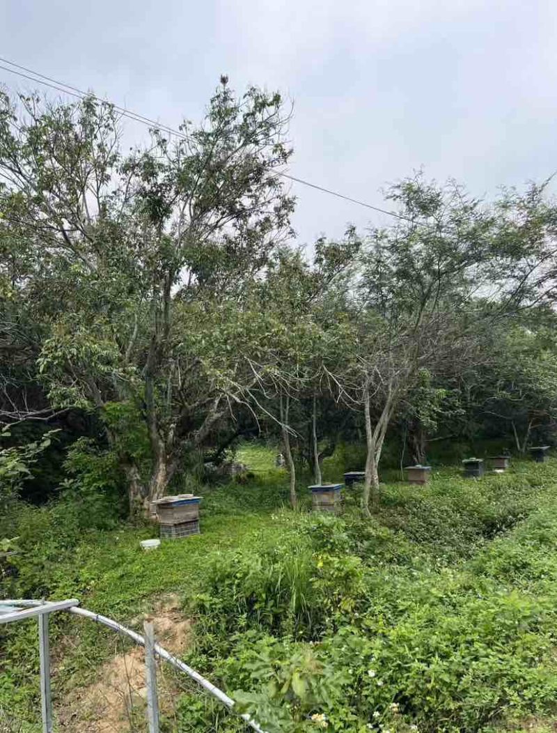 福建漳州平和蜂场直供，土蜂蜜荔枝蜜18元一斤，量大价优