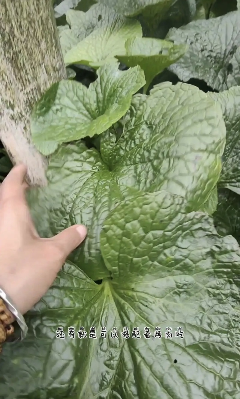 有需要山葵杆的山葵叶子联系我