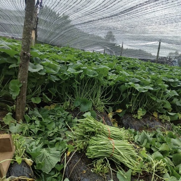 有需要山葵杆的山葵叶子联系我