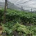 有需要山葵杆的山葵叶子联系我