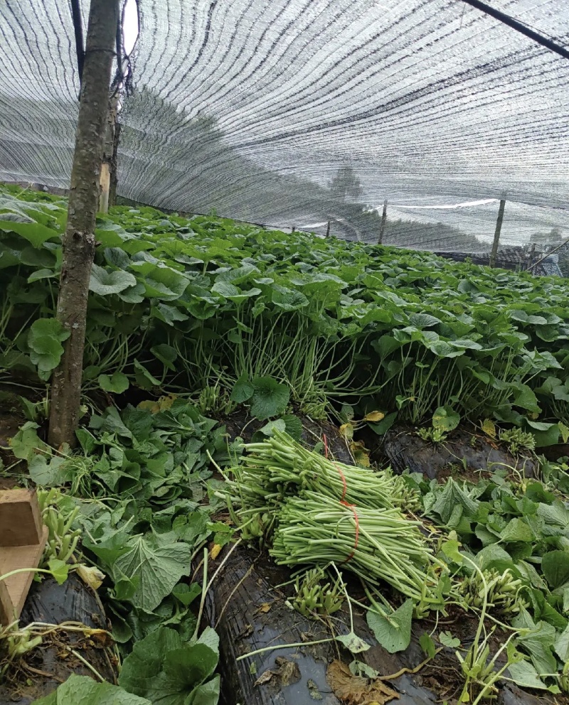 有需要山葵杆的山葵叶子联系我