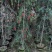 红千层1-3米高，原生苗，基地直销，价钱实惠，大量现货
