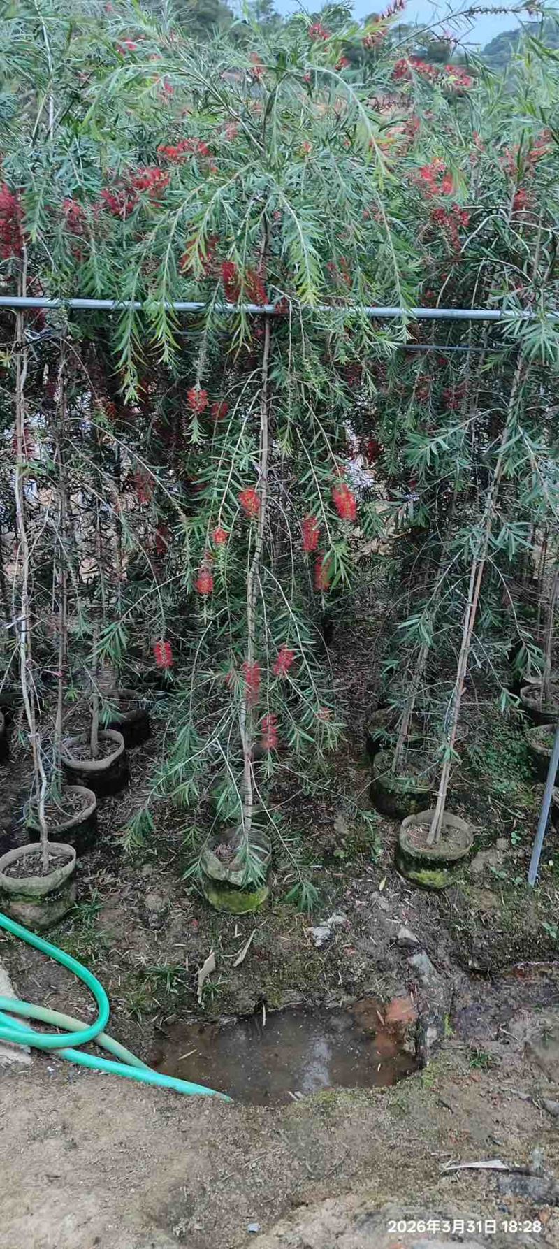红千层1-3米高，原生苗，基地直销，价钱实惠，大量现货
