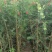 红千层1-3米高，原生苗，基地直销，价钱实惠，大量现货