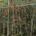 红千层1-3米高，原生苗，基地直销，价钱实惠，大量现货