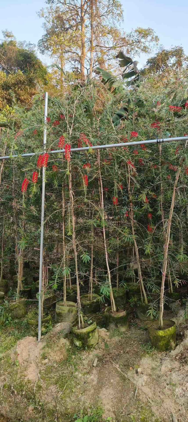 红千层1-3米高，原生苗，基地直销，价钱实惠，大量现货