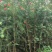 红千层1-3米高，原生苗，基地直销，价钱实惠，大量现货