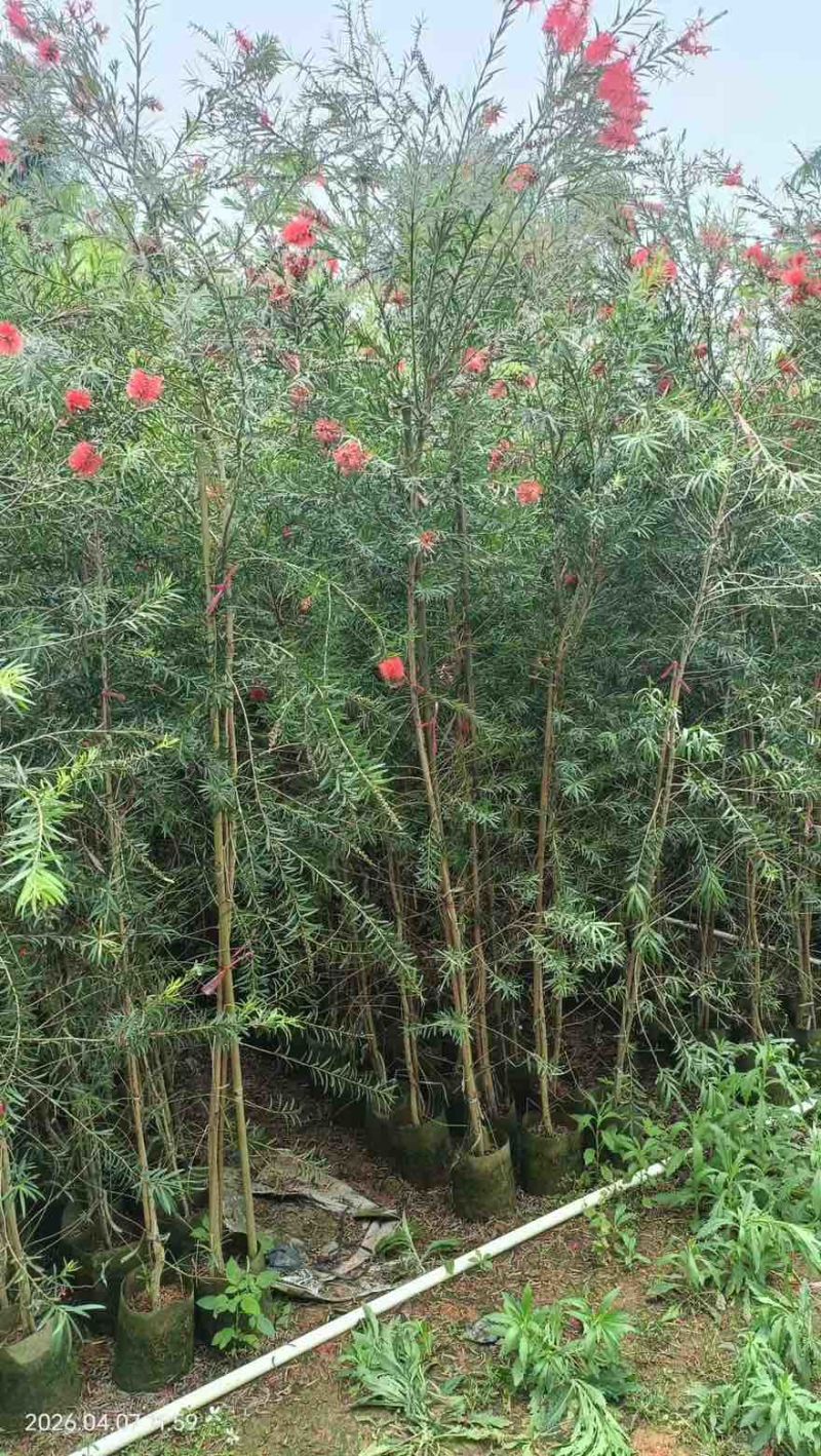 红千层1-3米高，原生苗，基地直销，价钱实惠，大量现货