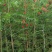 红千层1-3米高，原生苗，基地直销，价钱实惠，大量现货