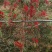 红千层(串钱柳)1-5分，基地直销，价钱优惠，大量现货