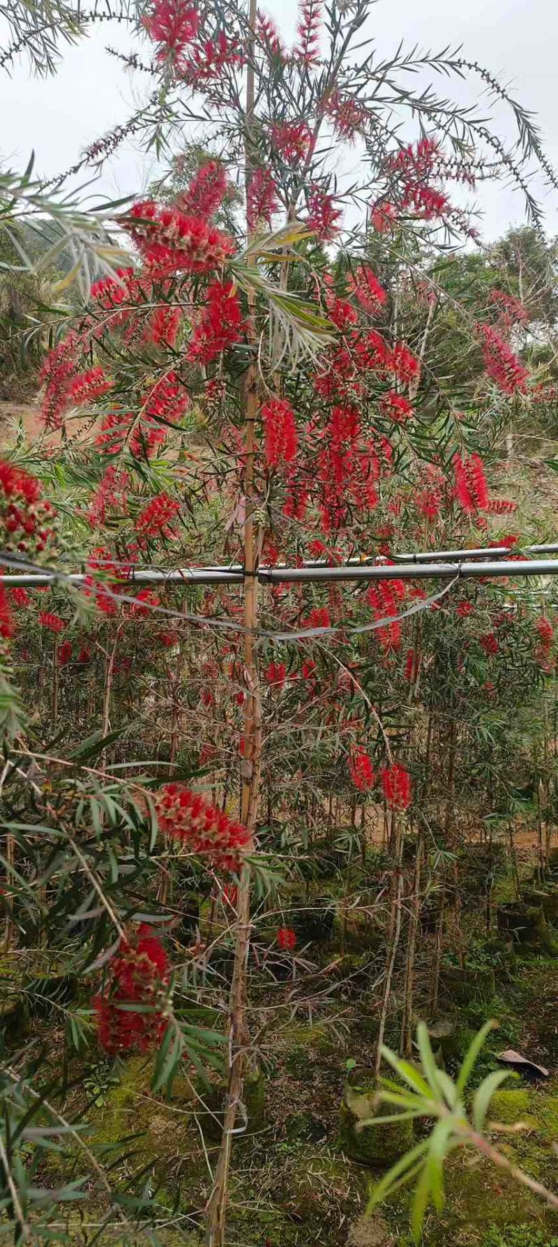 红千层(串钱柳)1-5分，基地直销，价钱优惠，大量现货