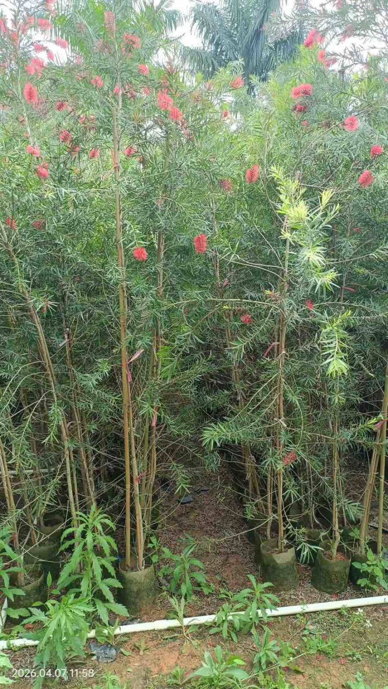 红千层(串钱柳)1-5分，基地直销，价钱优惠，大量现货