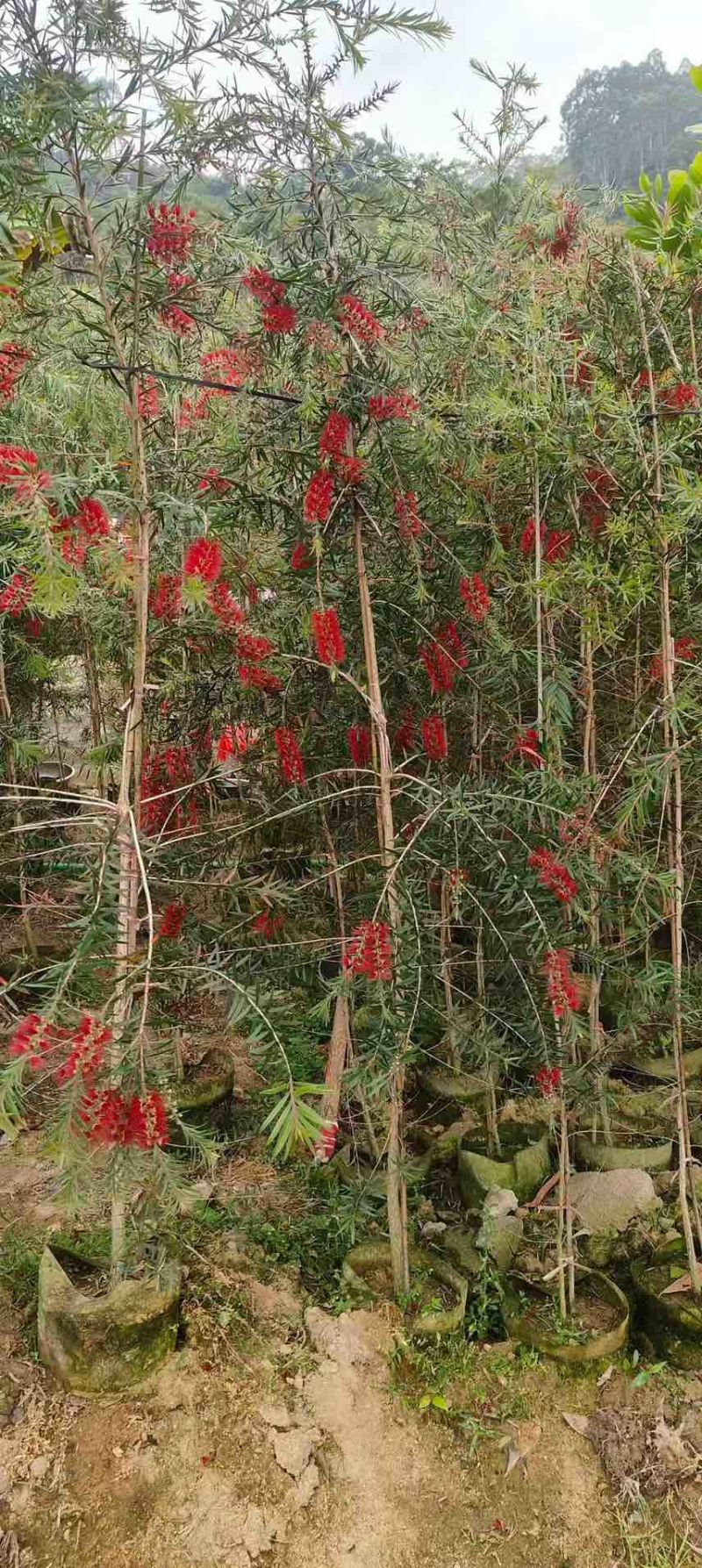 红千层(串钱柳)1-5分，基地直销，价钱优惠，大量现货