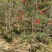 红千层(串钱柳)1-5分，基地直销，价钱优惠，大量现货