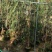 红千层(串钱柳)1-5分，基地直销，价钱优惠，大量现货