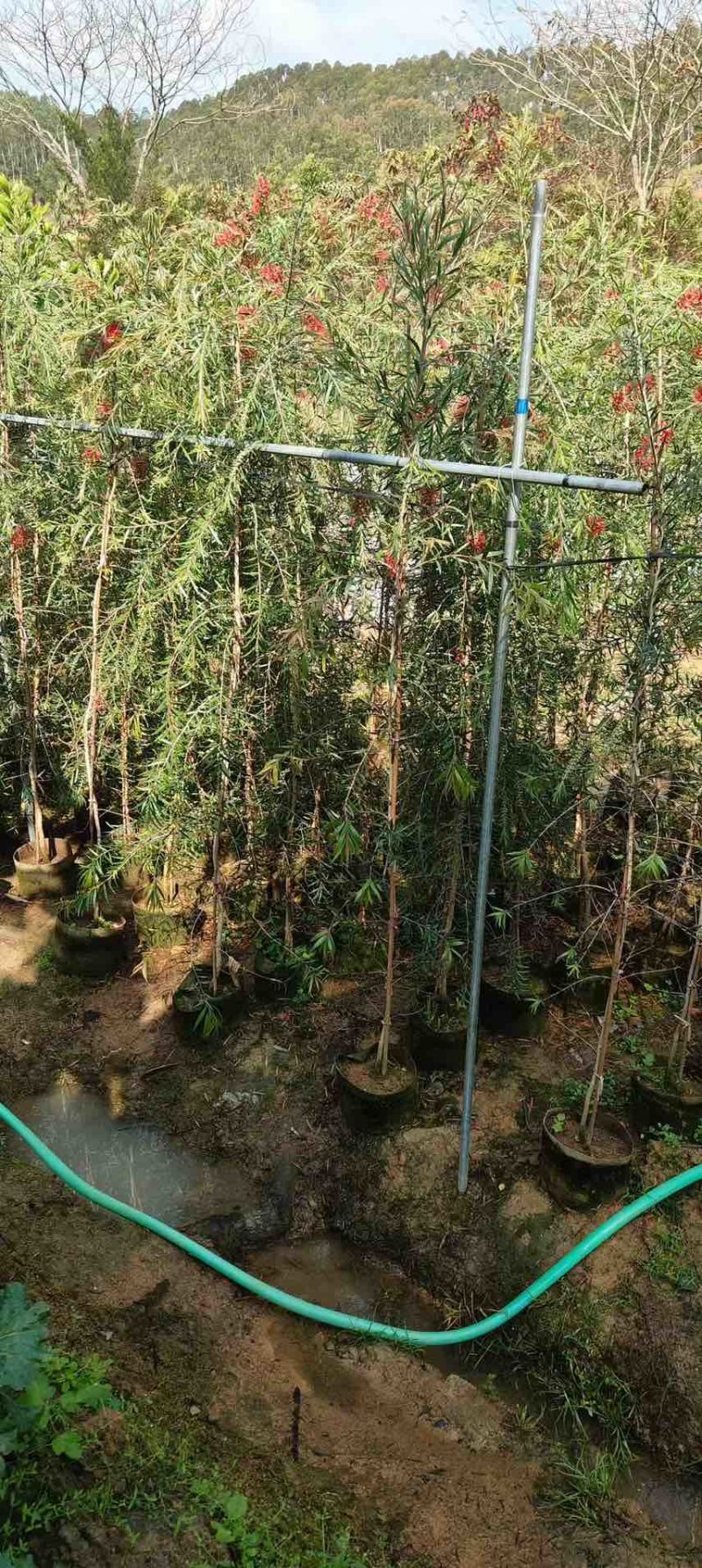 红千层(串钱柳)1-5分，基地直销，价钱优惠，大量现货