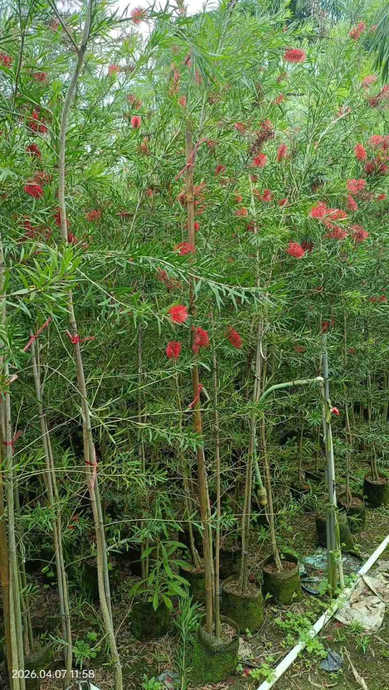 红千层(串钱柳)1-5分，基地直销，价钱优惠，大量现货