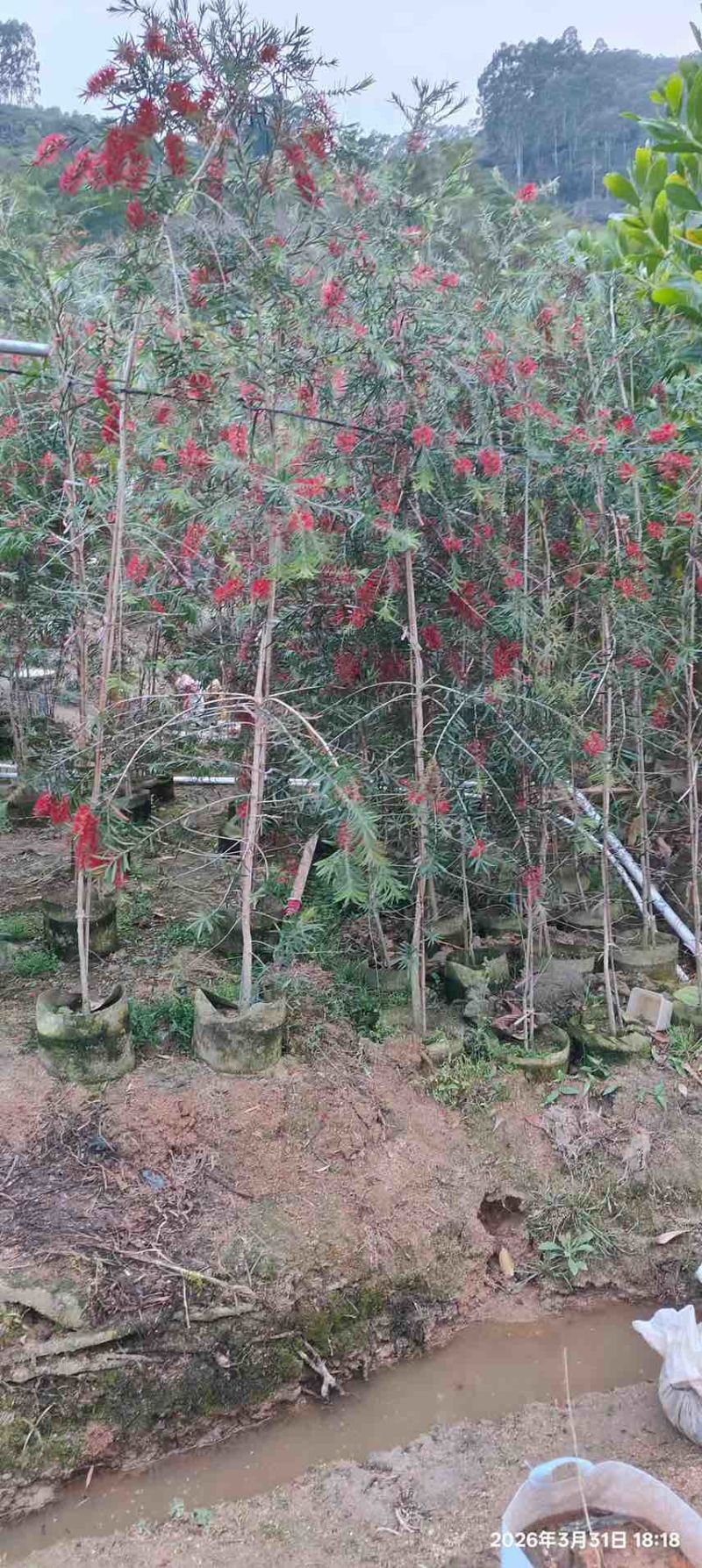 红千层(串钱柳)1-5分，基地直销，价钱优惠，大量现货