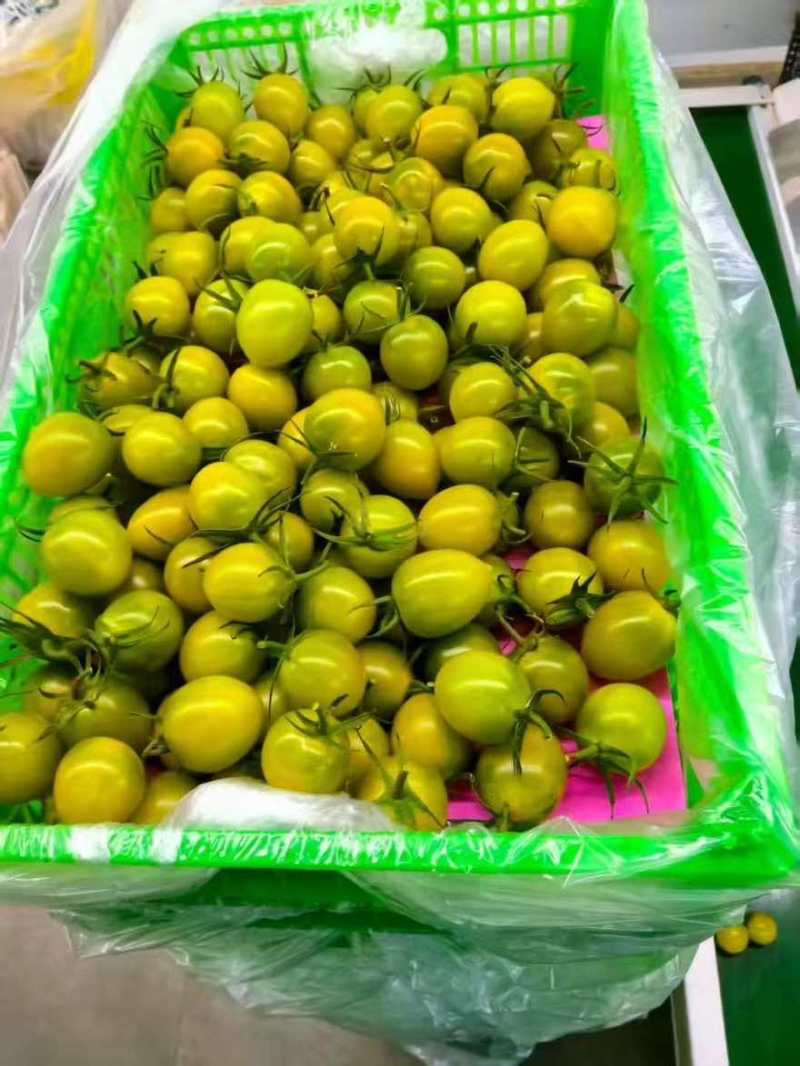 冰草小番茄