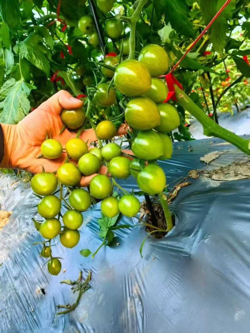 冰草小番茄