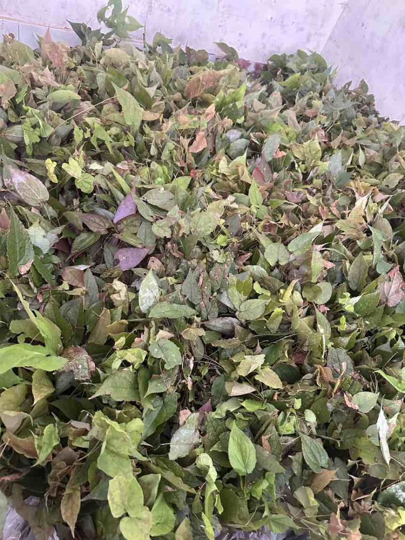 高含量淫羊藿种苗，存活率高，繁殖速度快，野生淫羊藿苗