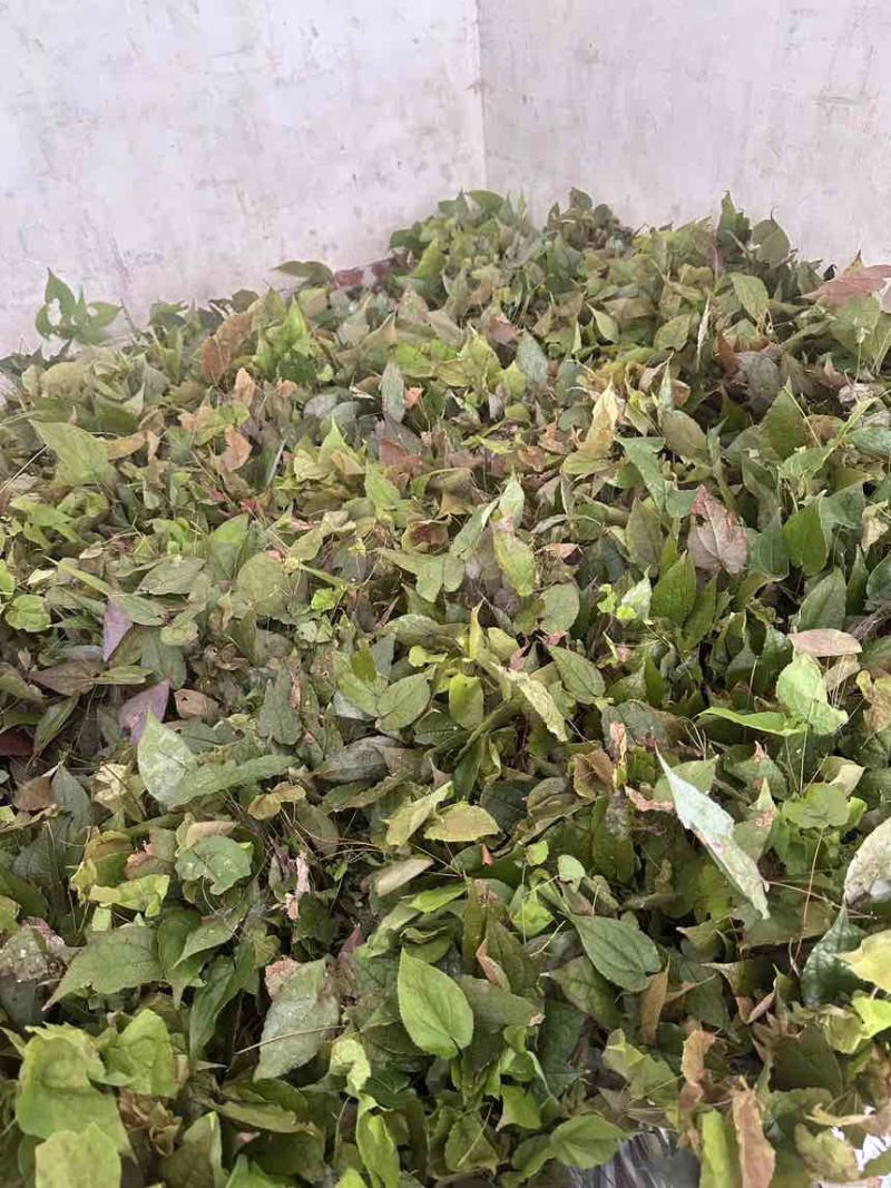 高含量淫羊藿种苗，存活率高，繁殖速度快，野生淫羊藿苗