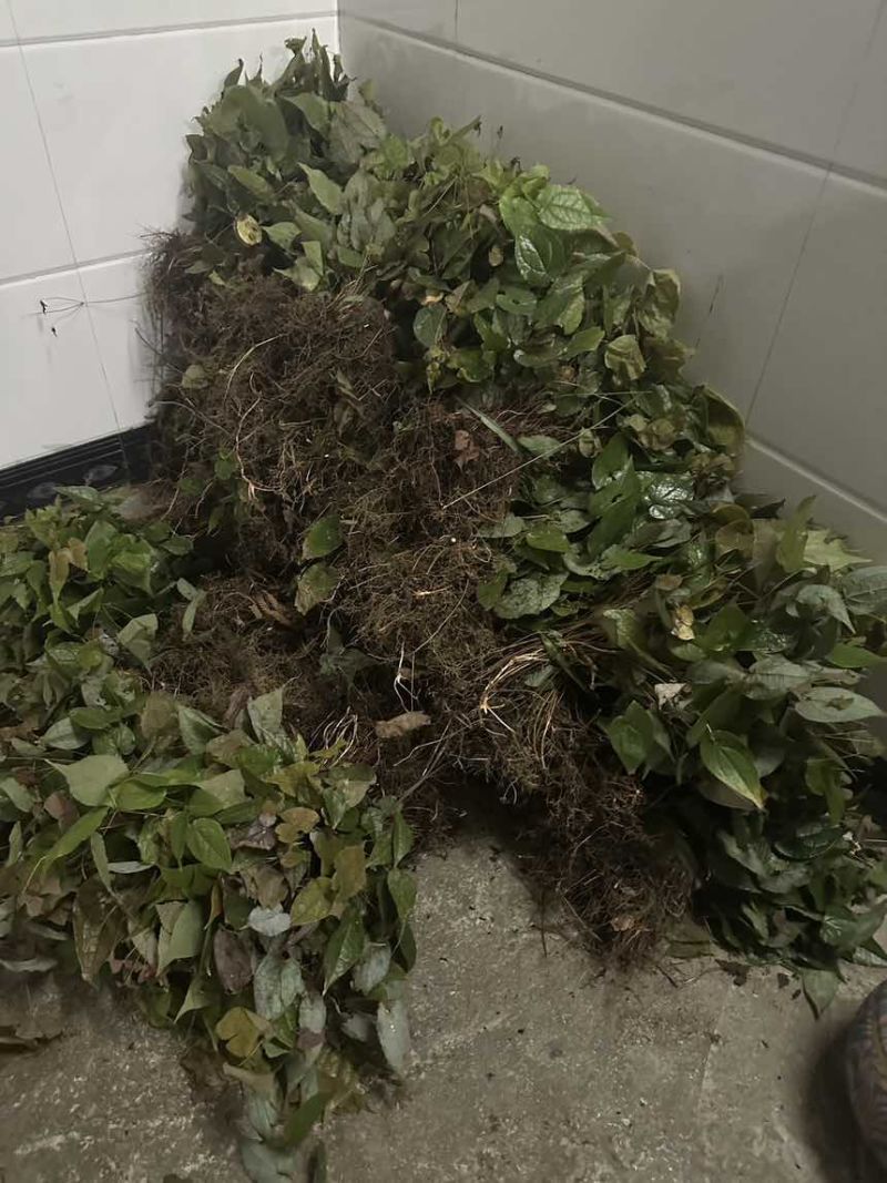 高含量淫羊藿种苗，存活率高，繁殖速度快，野生淫羊藿苗