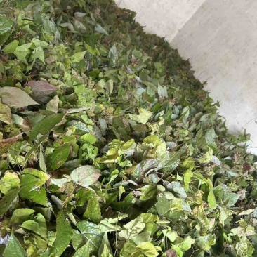 高含量淫羊藿种苗，存活率高，繁殖速度快，野生淫羊藿苗