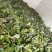 高含量淫羊藿种苗，存活率高，繁殖速度快，野生淫羊藿苗
