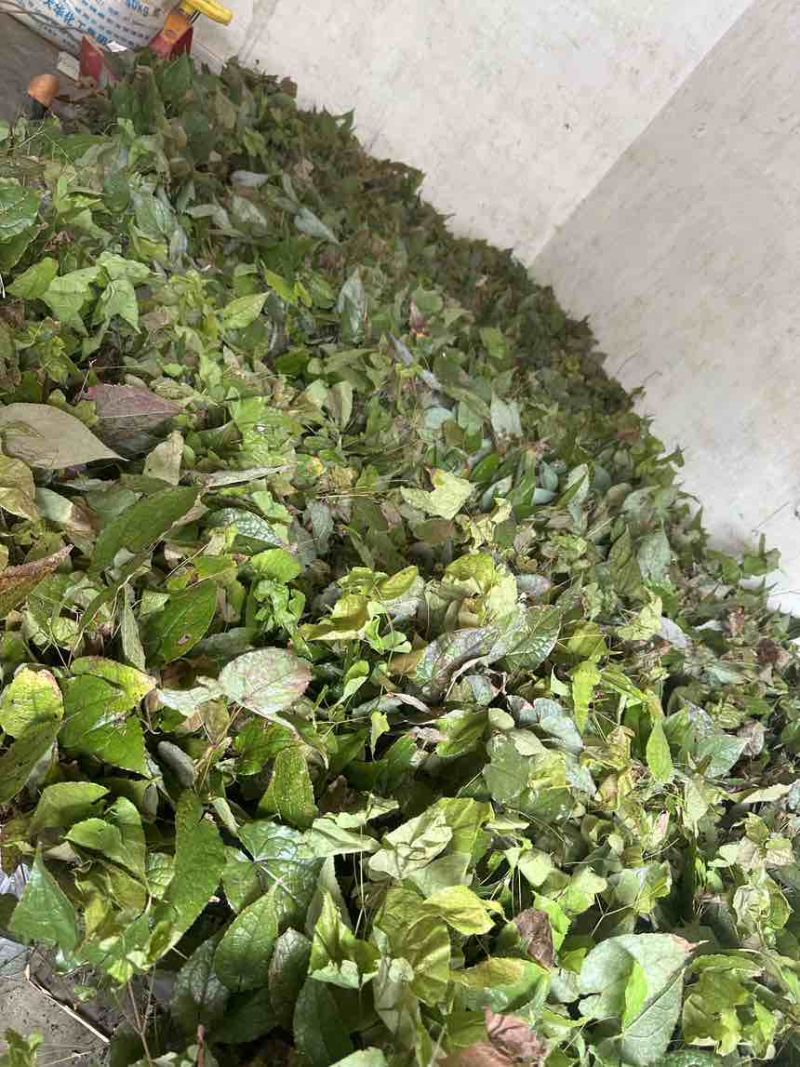 高含量淫羊藿种苗，存活率高，繁殖速度快，野生淫羊藿苗