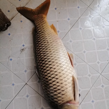 鲤鱼一条