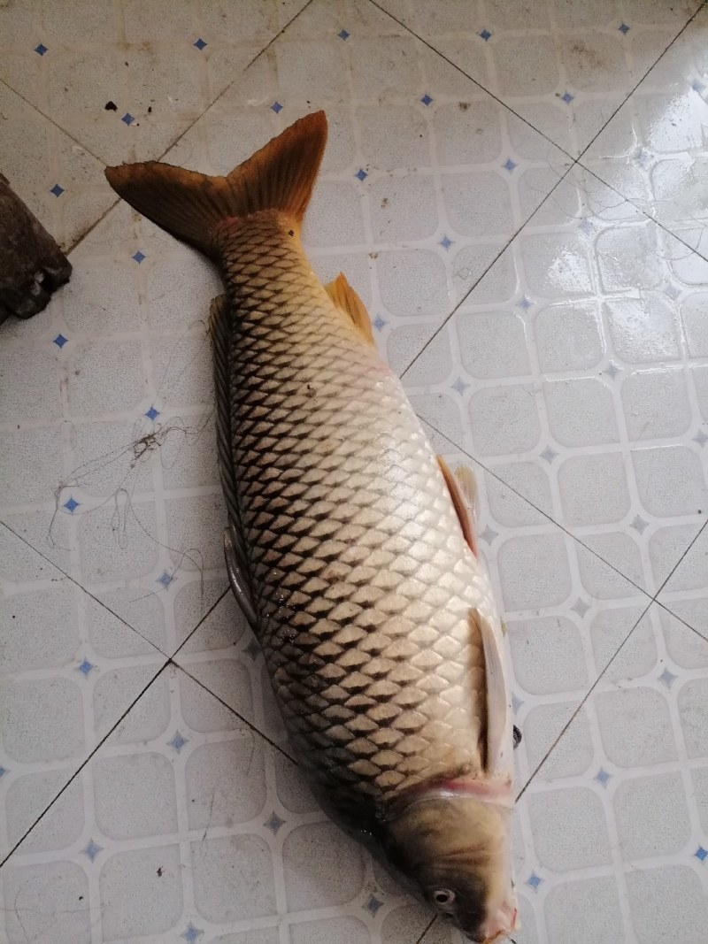 鲤鱼一条