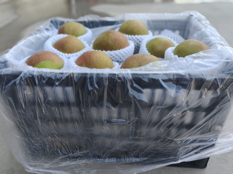玉露香梨