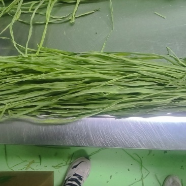 烘干品质干贡菜