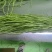 烘干品质干贡菜
