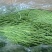 烘干品质干贡菜