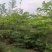 小叶榄仁3-18分，全冠，骨架，截杠，基地直销，价钱优惠