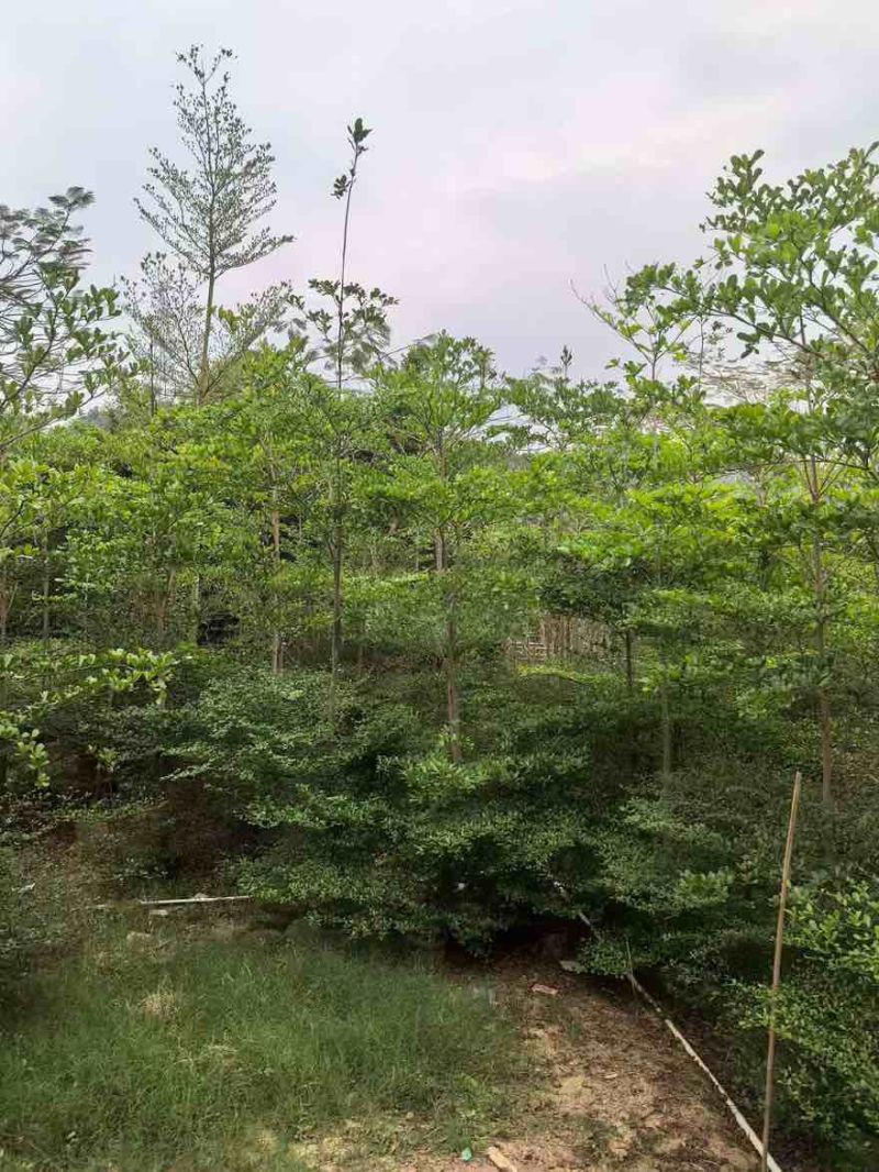 小叶榄仁3-18分，全冠，骨架，截杠，基地直销，价钱优惠