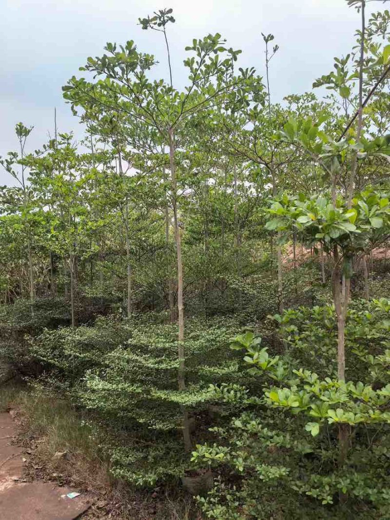 小叶榄仁3-18分，全冠，骨架，截杠，基地直销，价钱优惠